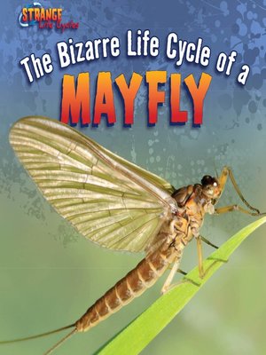 cover image of The Bizarre Life Cycle of a Mayfly